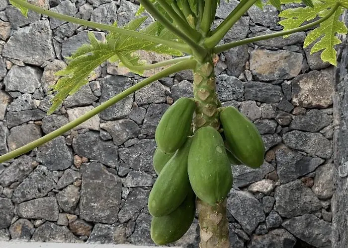 Seno Donato Lomo La Santa Tinajo