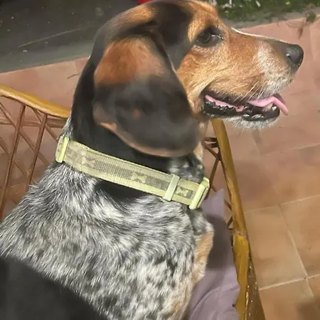 Seno Donato Lomo La Santa *