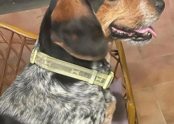 Seno Donato Lomo La Santa *